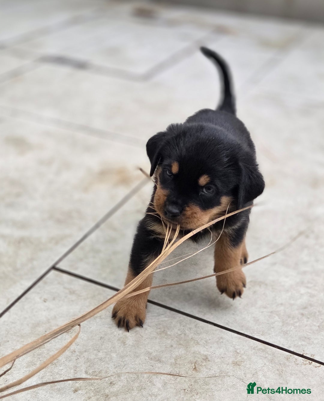 Rottweiler dogs for sale:  Long haired (fluffweilers ) last girl  - Image 10