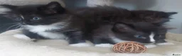 Mixed Breed cats for sale: Long‑Haired beautiful Ragdoll Cross Kittens - Advert 19