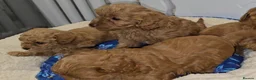 Cavapoo dogs for sale: 🐾 Beautiful Ruby Red F2B Toy Cavapoo Puppies 🐾 - Advert 14