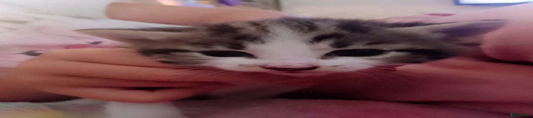 Domestic Shorthair Kitten 1