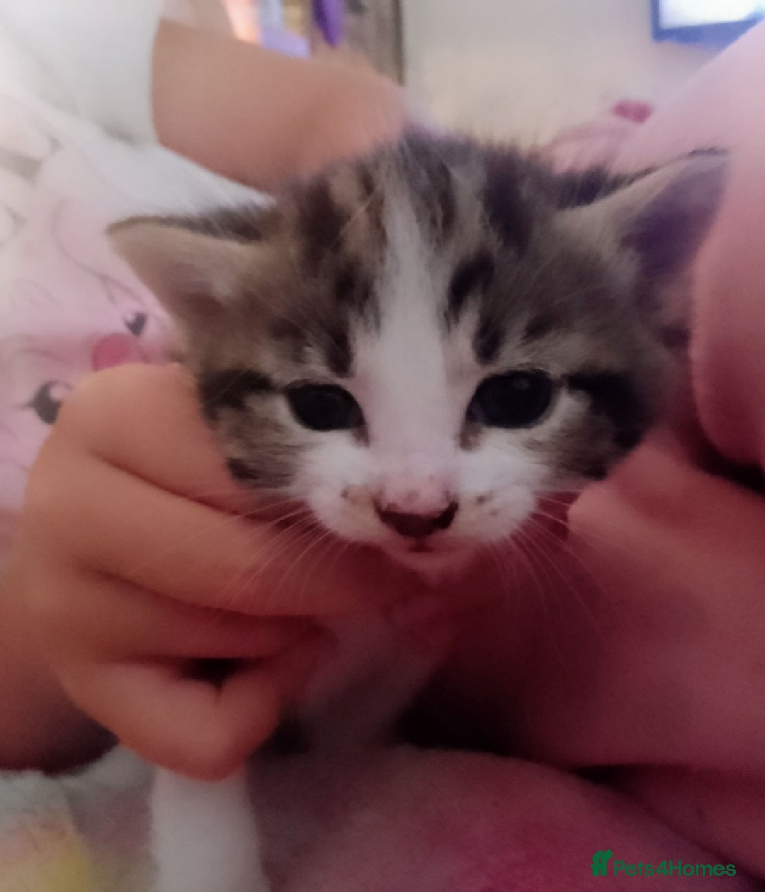 Domestic Shorthair cats for sale: Beautiful much loved kittens. - Image 2
