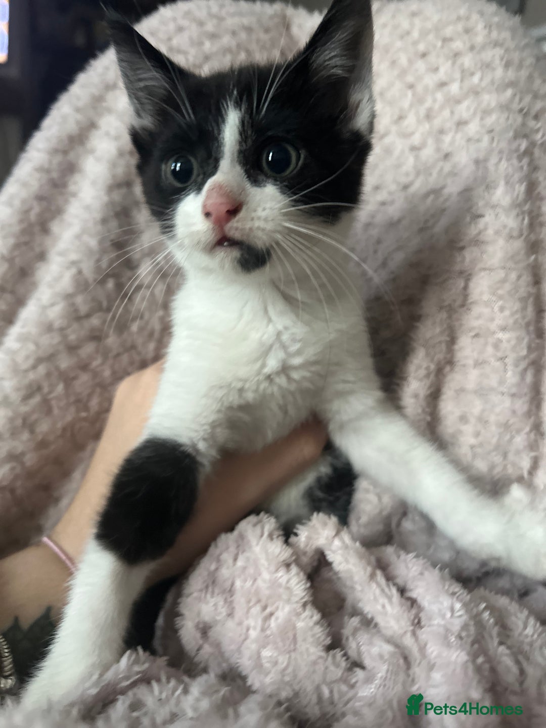 Mixed Breed cats for sale: Beautiful kittens needing home - Advert 4