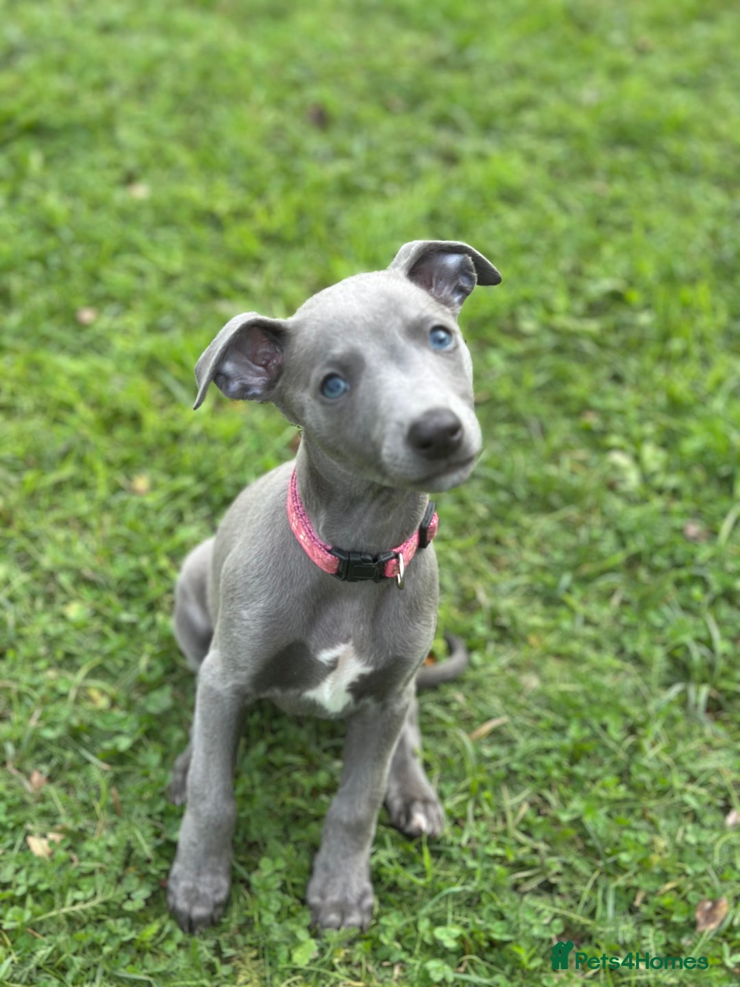Whippet dogs for sale: READY NOW! STUNNING WHIPPET PUPPYS - Image 12