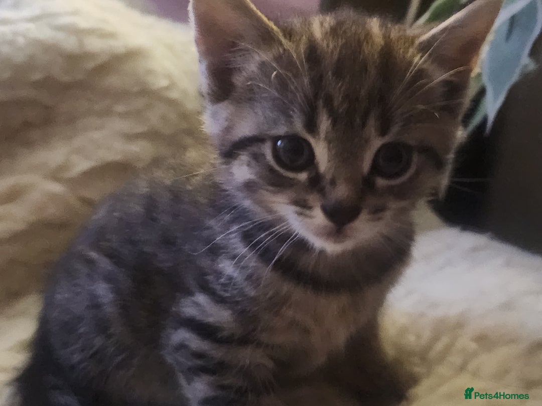 Mixed Breed cats for sale: Mixed breed kittens for sale  - Advert 7