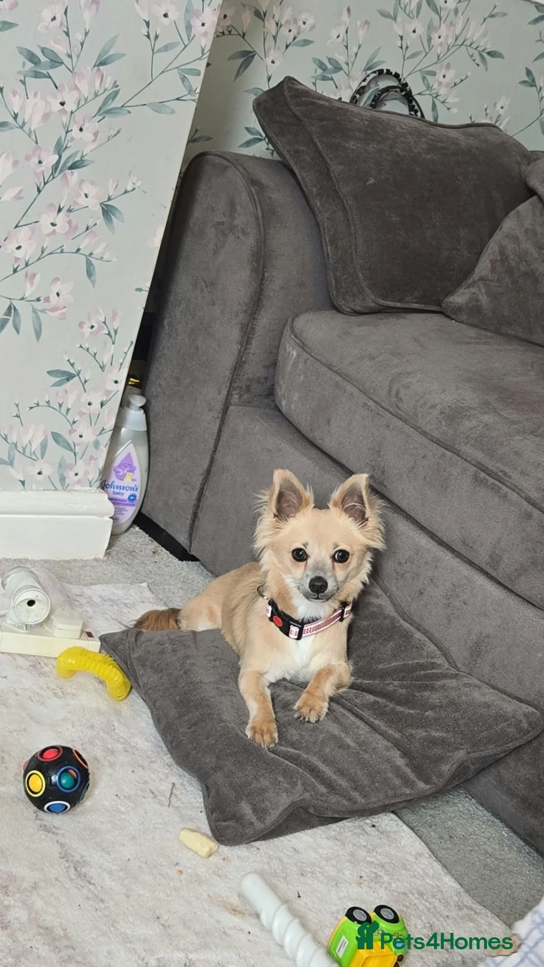 Chihuahua dogs for sale: Chihuahua in Mansfield - Advert 1