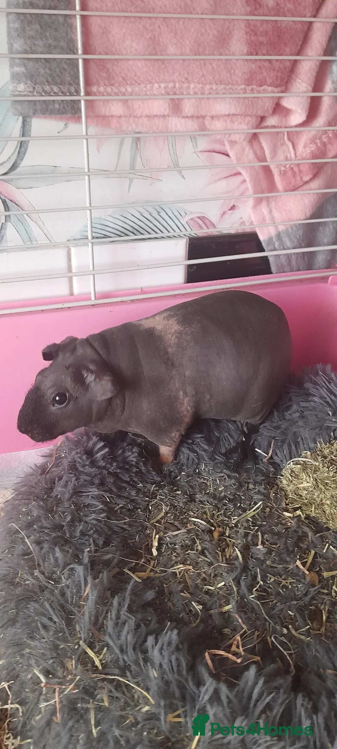 Guinea Pig rodents for sale:   skinny pigs - Advert 18