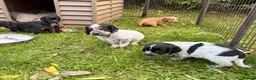 Cocker Spaniel dogs for sale: STUNNING WORKING COCKER SPANIEL PUPS - Advert 10