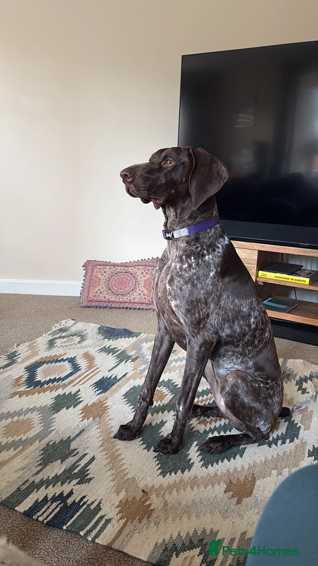 German Shorthaired Pointer dogs for sale: German Shorthaired Pointer - Advert 2