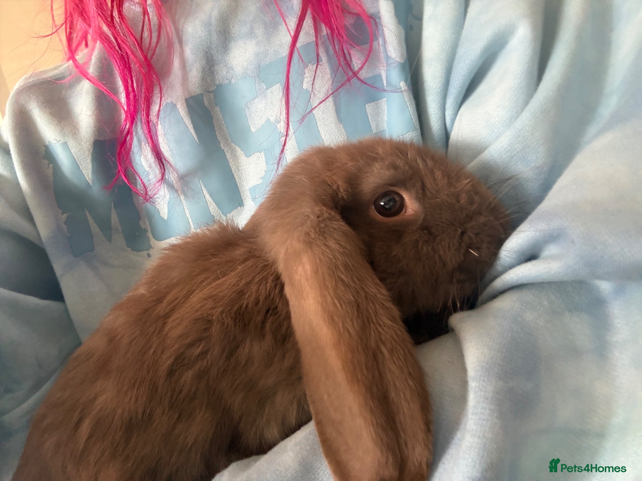 French Lop rabbits for sale: Purebred Giant French Lop - Advert 4