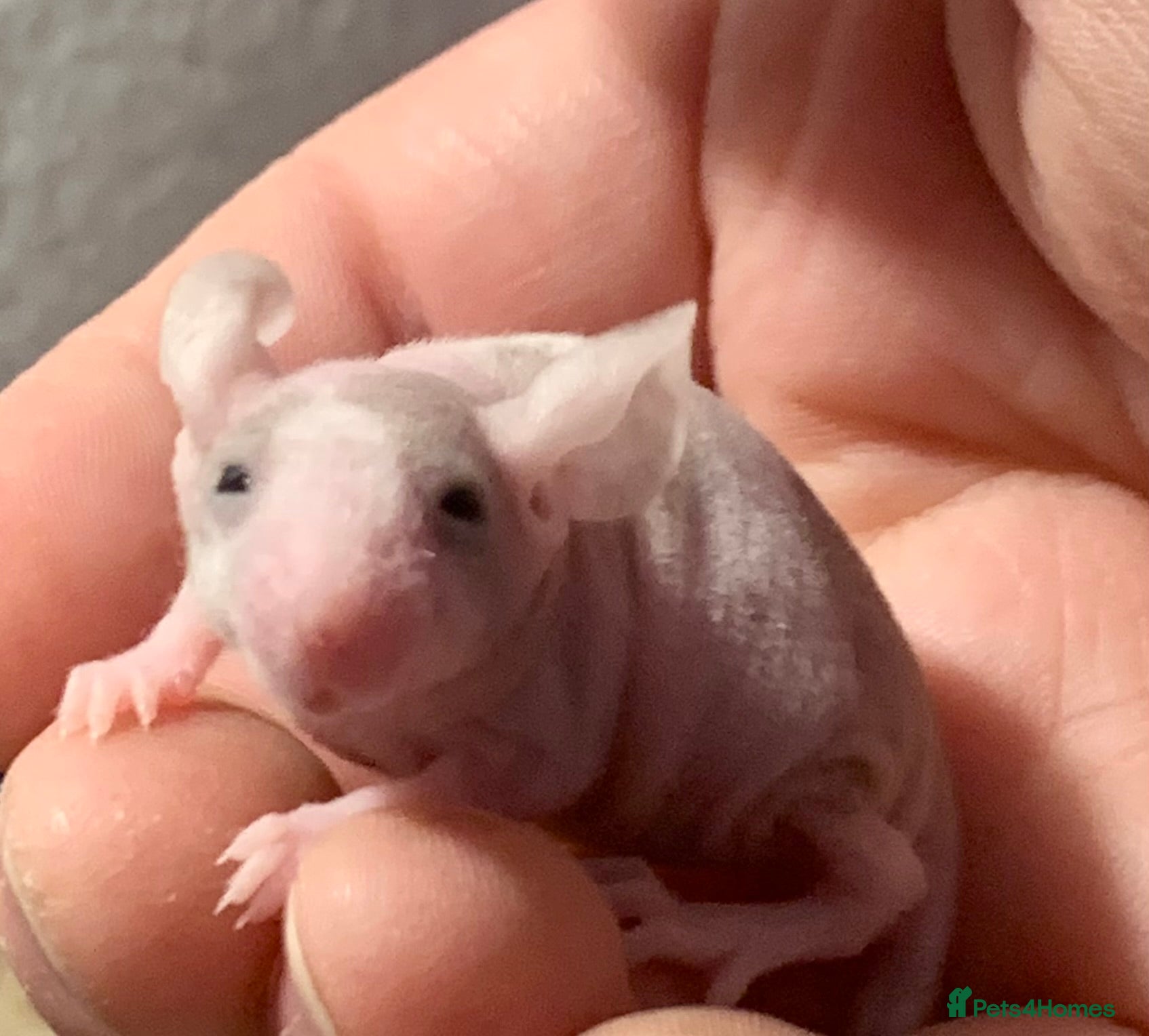 Mouse rodents Naked hairless mice for sale  - Advert 14