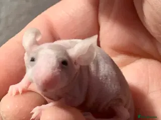 Mouse rodents Naked hairless mice for sale - Advert 14