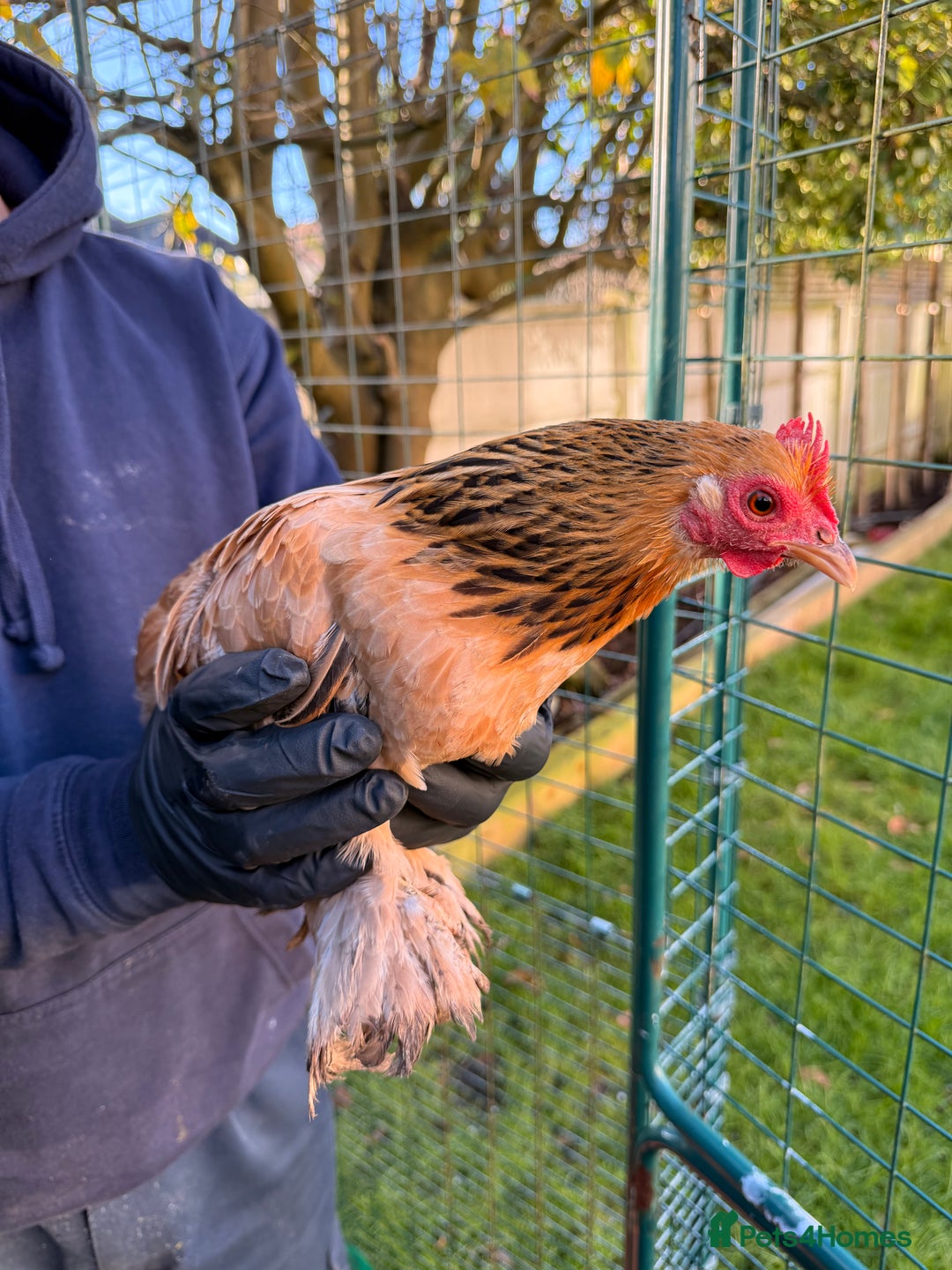 Chickens poultry for sale: 4x pekin bantams for sale  - Advert 6
