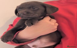 Labrador Retriever dogs for sale: Working Line Chocolate Labrador puppies  - Image 15