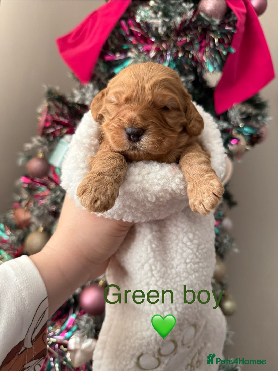 Cockapoo dogs for sale: Gorgeous F1 cockapoo puppies  - Advert 1
