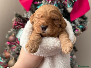 Cockapoo dogs Gorgeous F1 cockapoo puppies - Advert 3