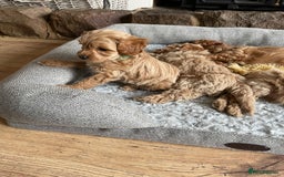 Cockapoo dogs for sale: F1B TOY COCKAPOO PUPPIES - Image 1