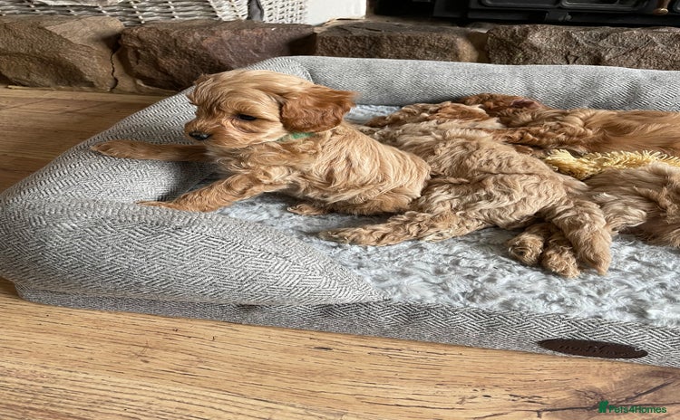 Cockapoo dogs - Advert 4