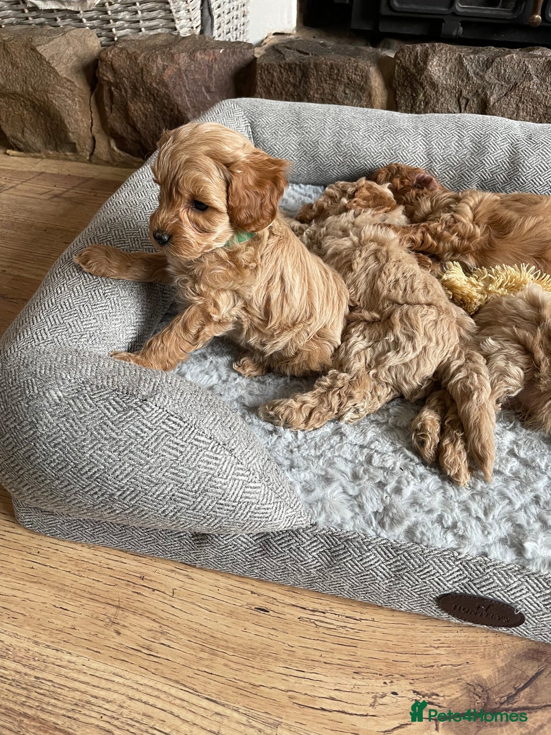 Cockapoo dogs for sale: F1B TOY COCKAPOO PUPPIES - Image 1