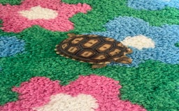 Tortoise reptiles for sale: baby sulcata tortoise  - Image 4