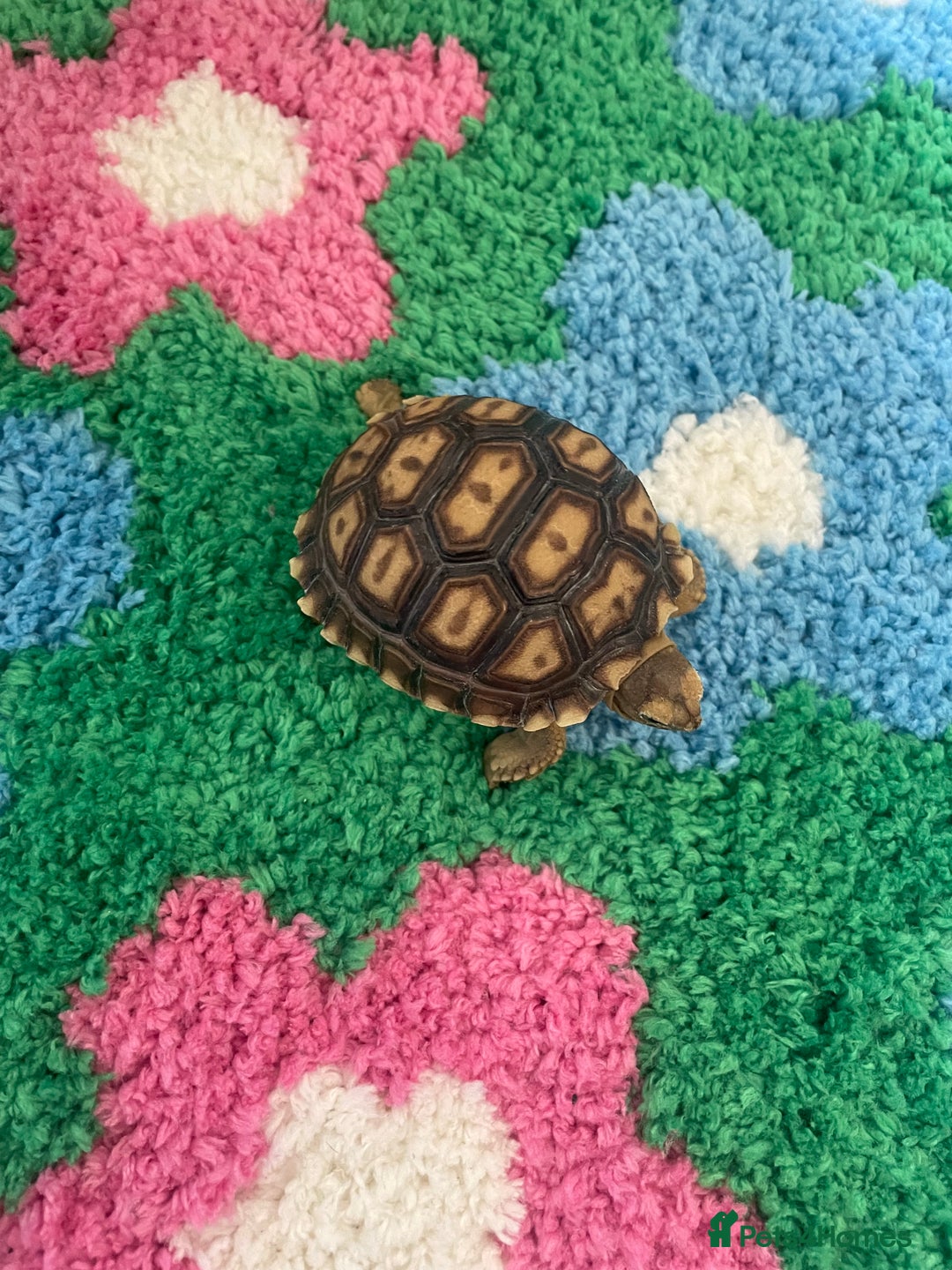 Tortoise reptiles for sale: baby sulcata tortoise  - Image 4