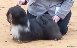 Lhasa Apso dogs for sale: 2 Male Lhasa Apso Pups Parents Clear PRA4 - Image 5
