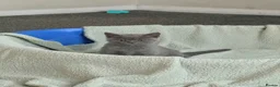 British Longhair cats for sale: British long hair kittens  - Advert 7