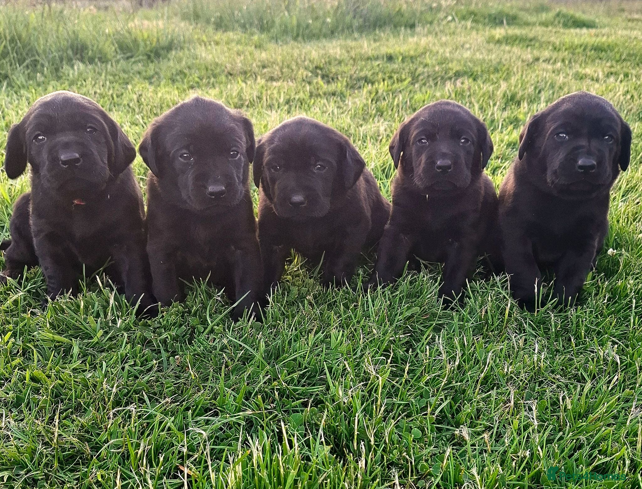 Labrador Retriever dogs Beautiful KC Registered Black Labrador Puppies - Advert 2
