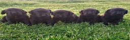 Labrador Retriever dogs for sale: Beautiful KC Registered Black Labrador Puppies - Advert 1