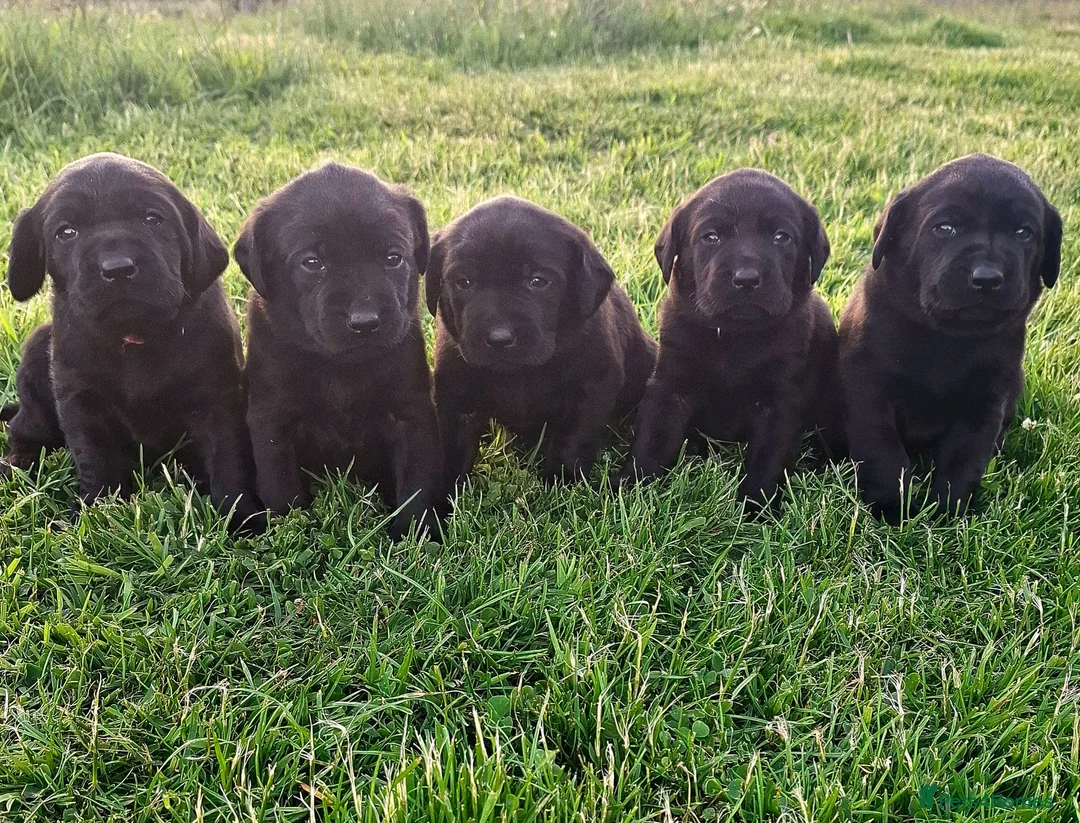 Labrador Retriever dogs for sale: Beautiful KC Registered Black Labrador Puppies - Advert 1