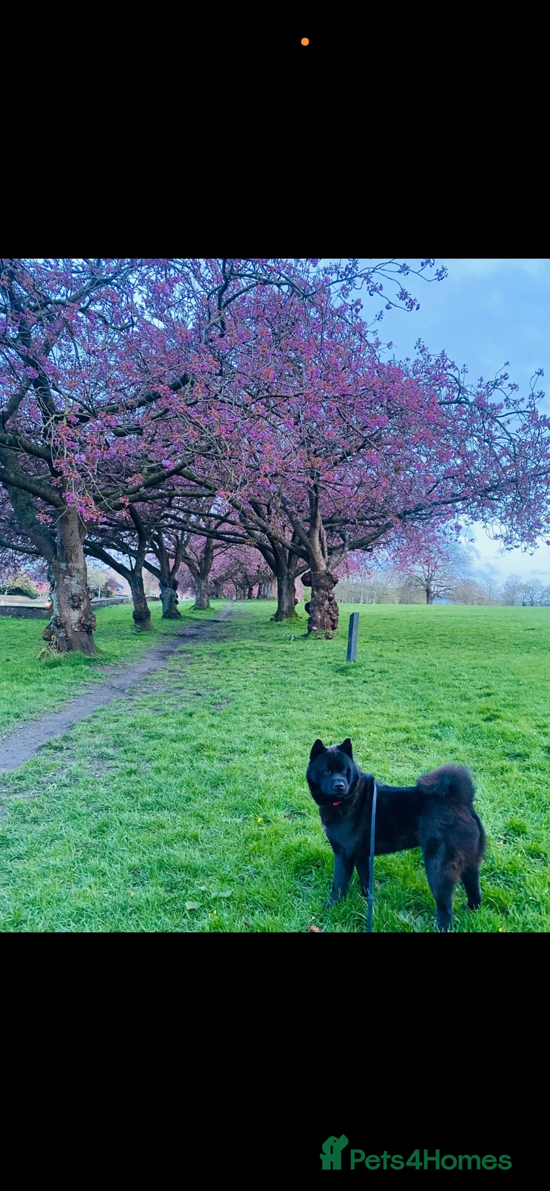 Mixed Breed dogs for sale: 🐾 URGENT – LOVING FOREVER HOME NEEDED FOR LADY ❤️ in Keighley - Advert 2