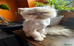 Persian cats for sale: Persian Cream Point Male  - Image 4