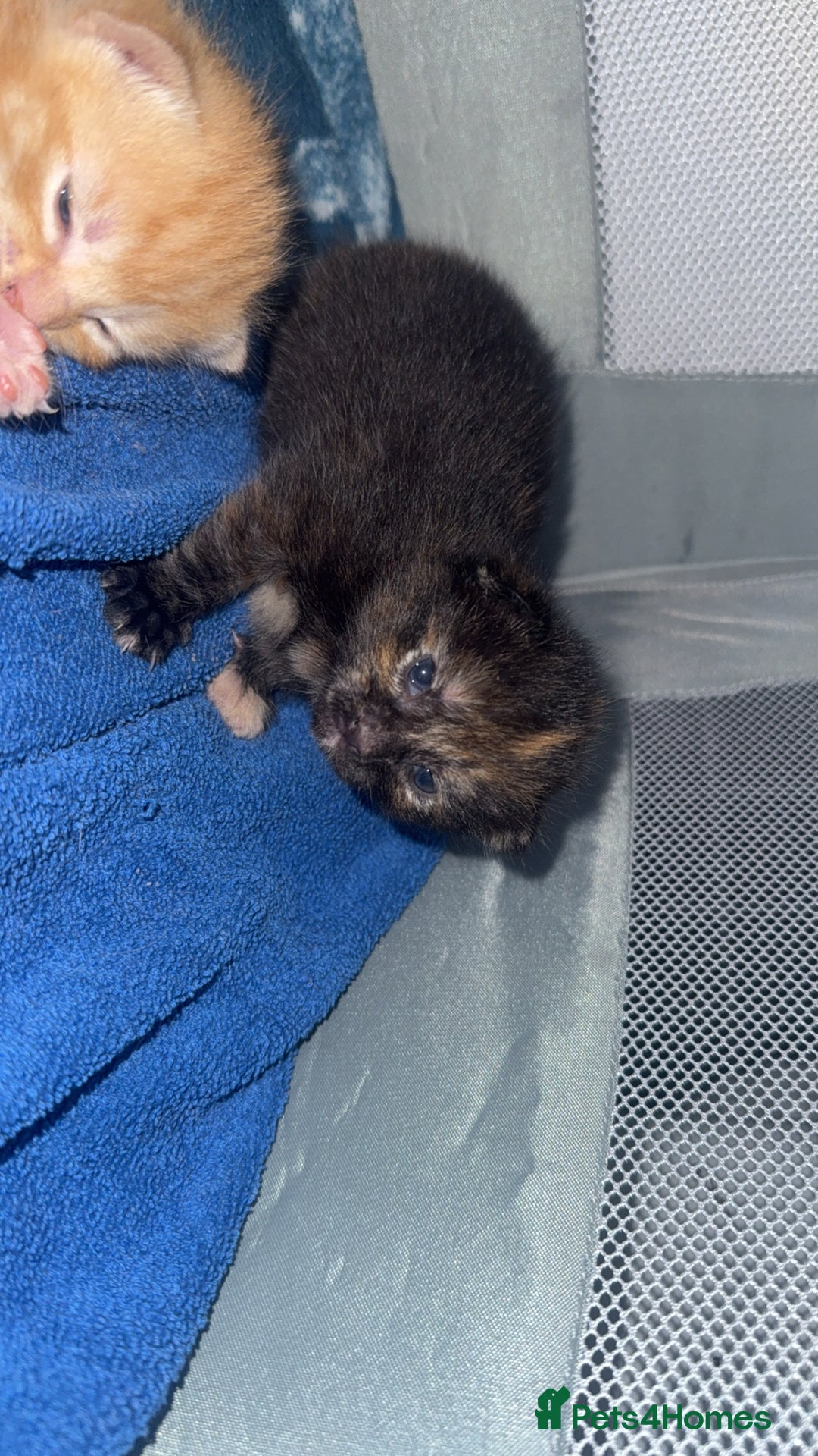 Mixed Breed cats for sale: 4 beautiful kittens for sale - Image 5