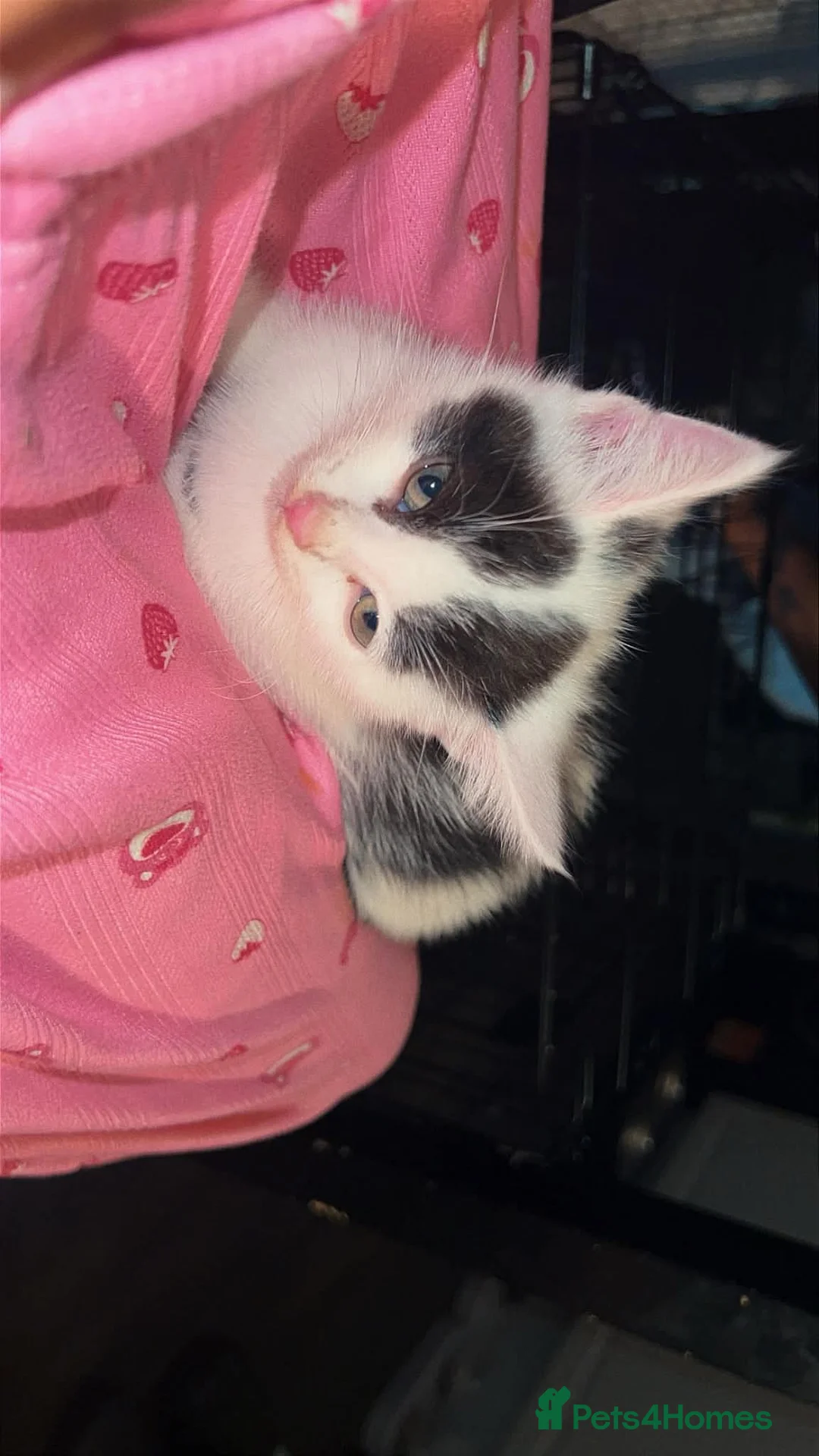 Mixed Breed cats for sale: Kittens female and male  - Advert 10