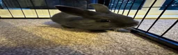 Netherland Dwarf rabbits for sale: 3 Netherland Dwarf babies.  in Droitwich - Advert 11