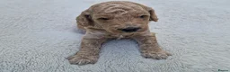 Cockapoo dogs for sale: Cockapoo Puppies Looking for Their Forever Homes in Reading - Advert 3
