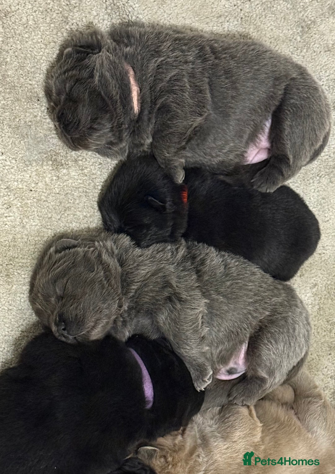 Chow Chow dogs for sale: KC reg chow chows ready to leave 24 dec! REDUCED - Advert 13