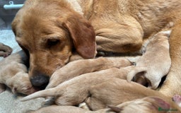Labrador Retriever dogs for sale: KC Reg Labrador Puppies For Sale - Image 1