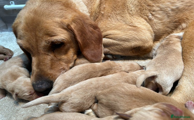 Labrador Retriever dogs - Advert 2