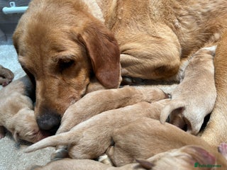 Labrador Retriever dogs - Advert 9