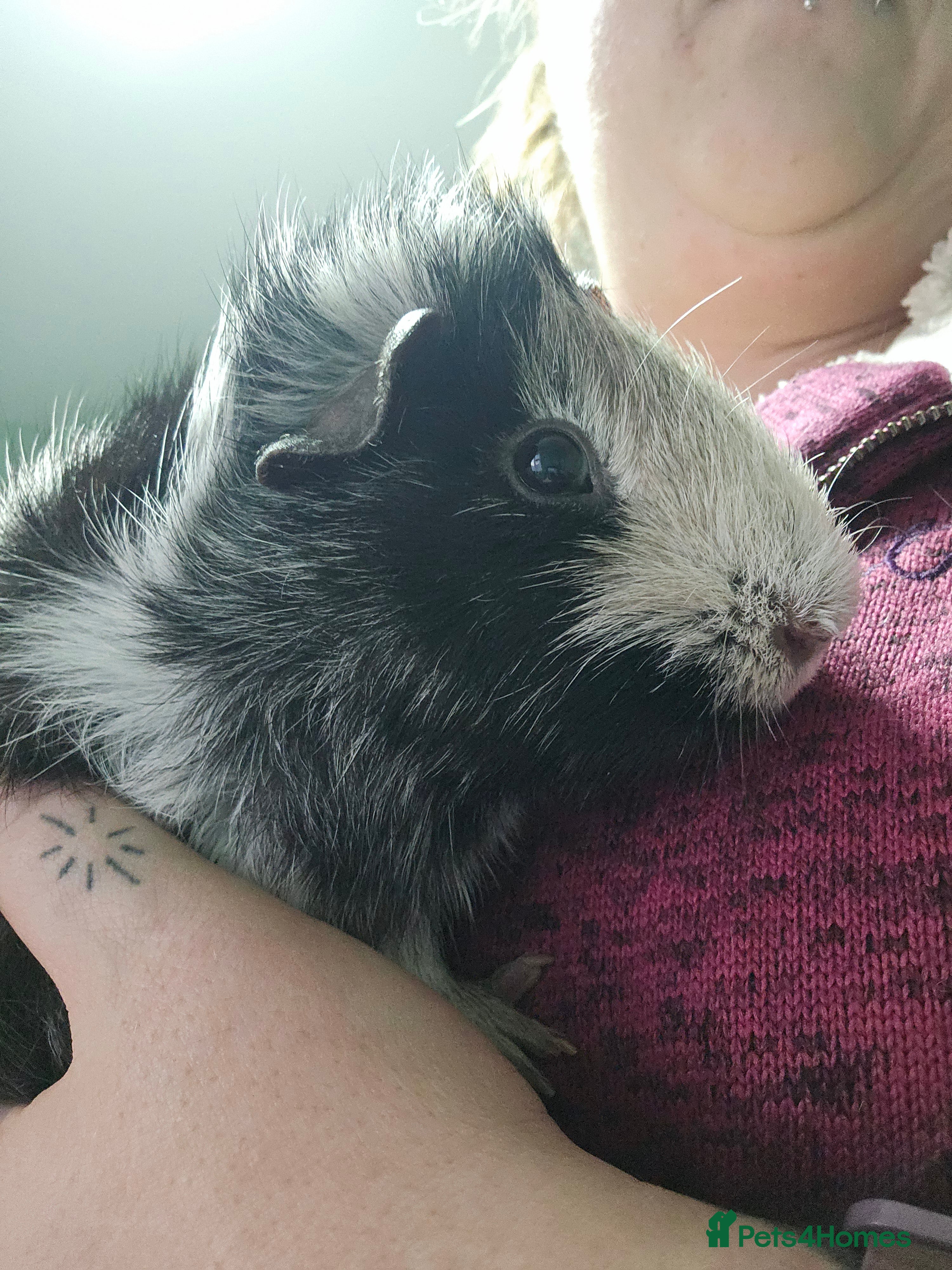 Guinea Pig rodents 2 Male Guinea Pigs in Rotherham - Advert 11