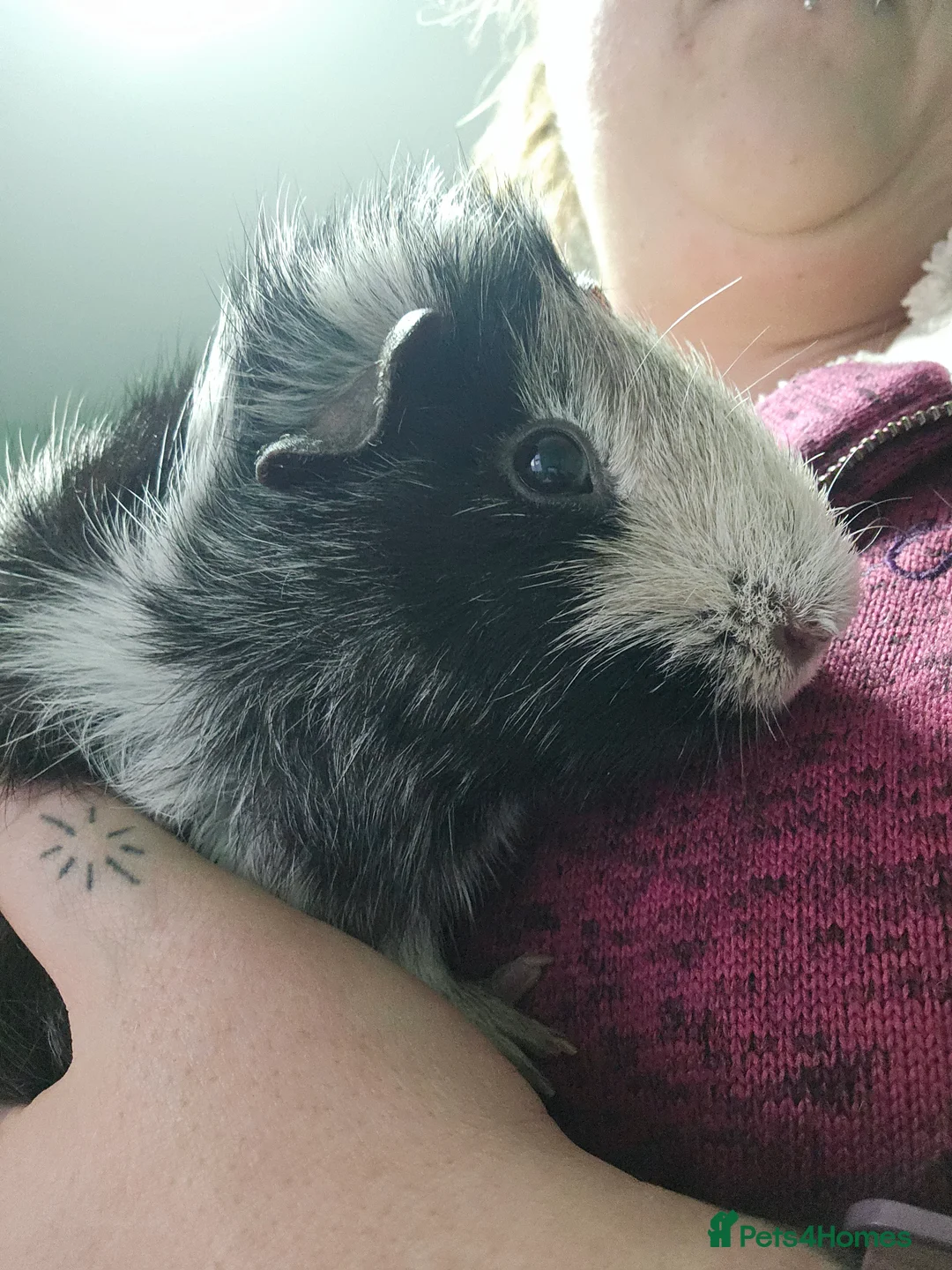 Guinea Pig rodents for sale: 2 Male Guinea Pigs in Rotherham - Advert 1