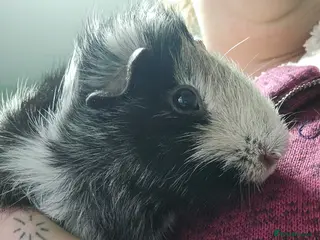 Guinea Pig rodents 2 Male Guinea Pigs in Rotherham - Advert 11