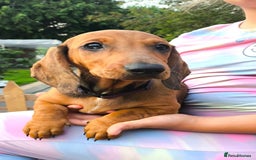 Dachshund dogs for sale: READY NOW-Champions Line Standard Dachshund KC REG in Coventry - Image 6