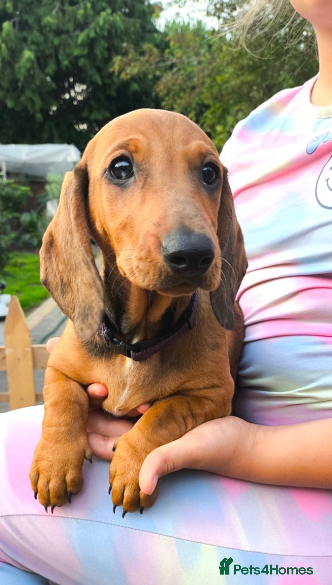 Dachshund dogs for sale: READY NOW-Champions Line Standard Dachshund KC REG in Coventry - Image 6