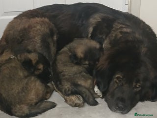 Caucasian Shepherd Dog dogs for sale: Caucasian shepherd puppies for sale - Advert 1