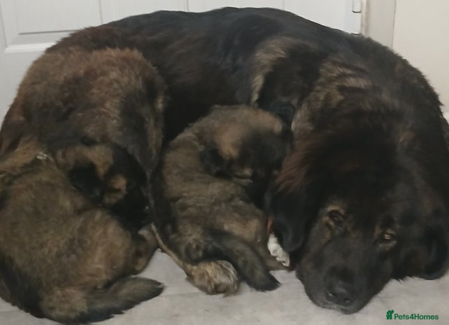 Caucasian Shepherd Dog dogs Caucasian shepherd puppies for sale - Advert 1
