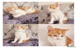 Mixed Breed cats for sale: Your New Fur Baby Is Here !  - Image 4