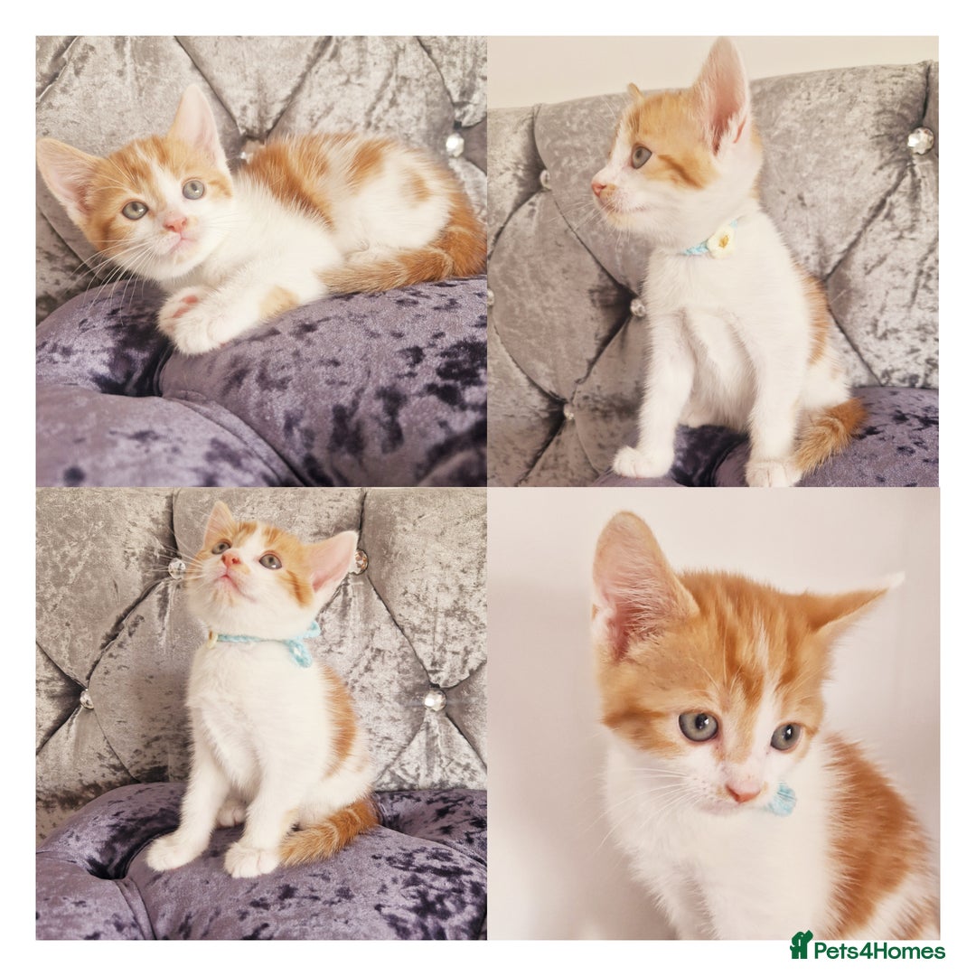 Mixed Breed cats for sale: Your New Fur Baby Is Here !  - Image 4