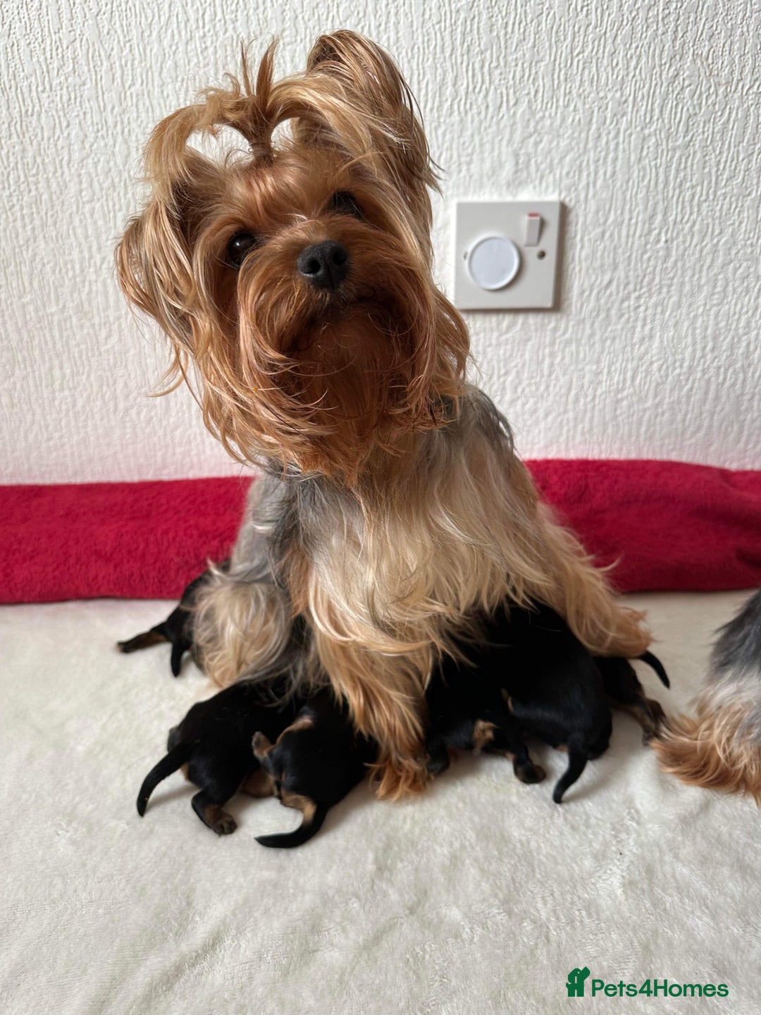 Yorkshire Terrier dogs for sale: Beautiful Yorkshire terrier  - Image 6
