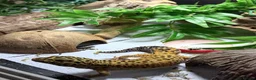 Leopard Gecko reptiles for sale: Friendly and very easy Gecko  in Polegate - Advert 3